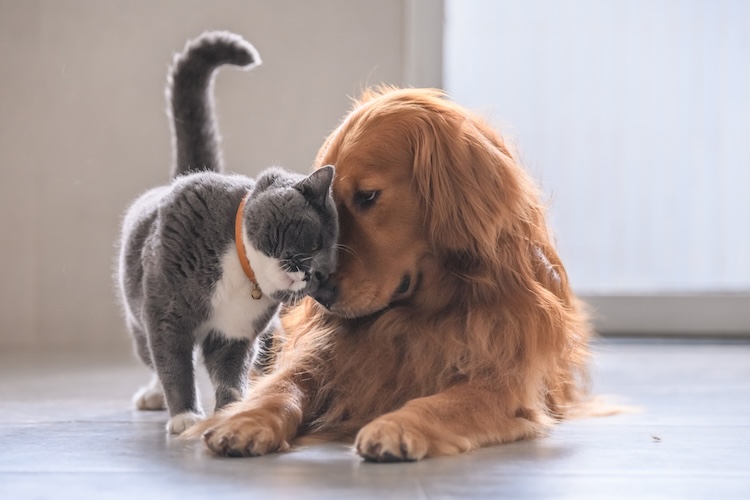 Bergedorfer Kleintierpraxis Hund und Katze